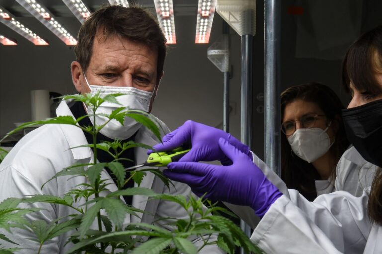 Scientists in lab coats and masks examine cannabis plants under LED lights, symbolizing ongoing research into weed and dementia risk in controlled lab environments.