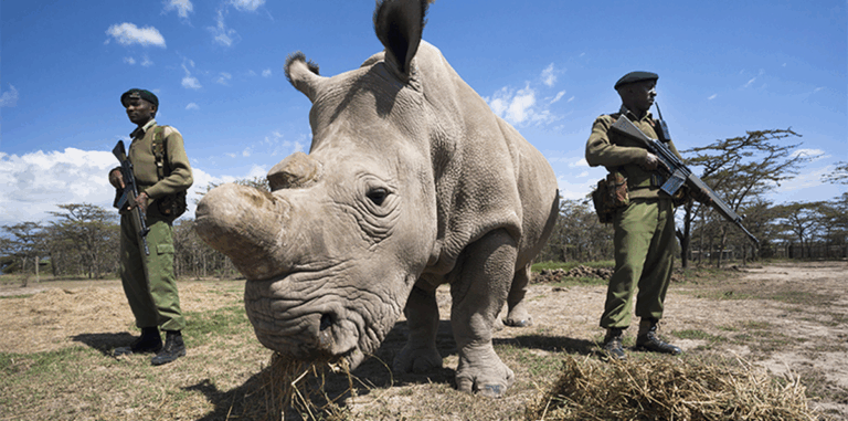 Armed wildlife rangers guard a rhino in Kenya as part of efforts to combat the rhino poaching crisis in South Africa and beyond.